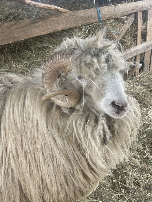 Vand berbec mai multe detali la numarul de telefon