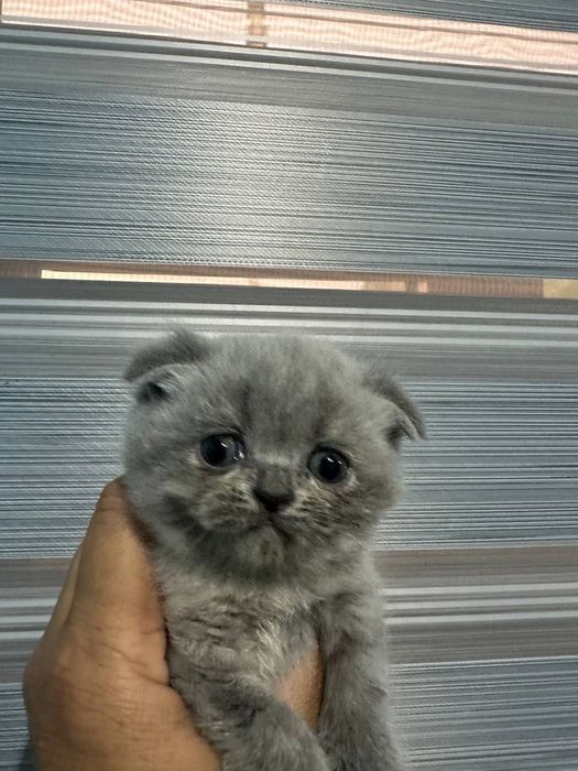 Scottish Fold mushuk
