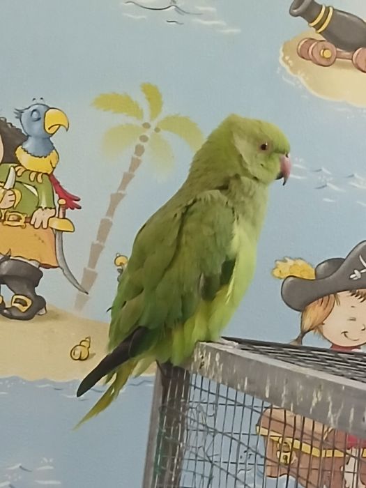 Assalomu alekum, anjrella nar, moda, modani dumi yoq, yaxshi uchomidi