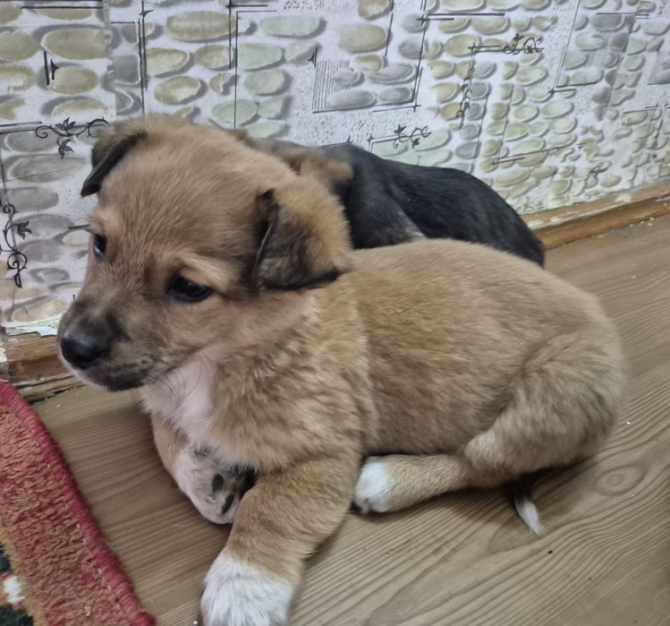 Ищут дом 4 щенка-мальчика