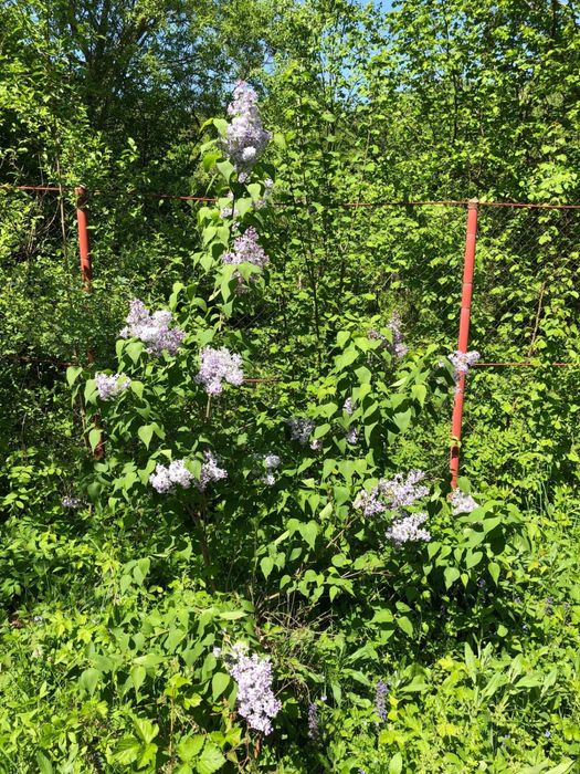 Teren intravilian Telega