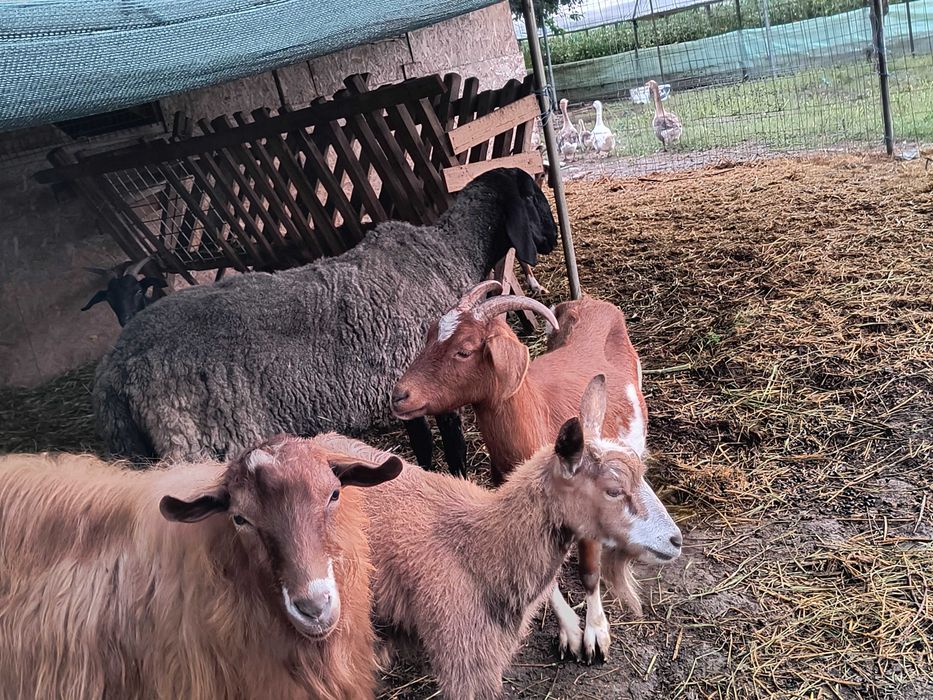 Vând berbec  carabaș