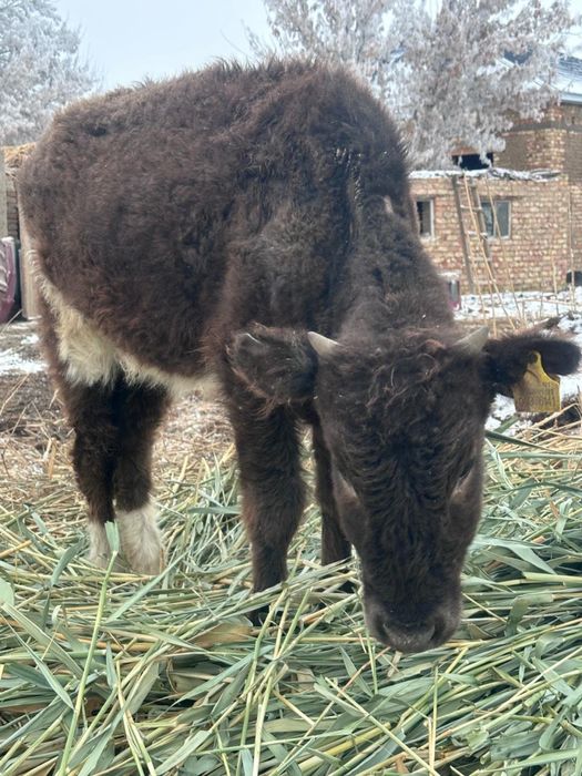 Екі ұрғашы баспақ