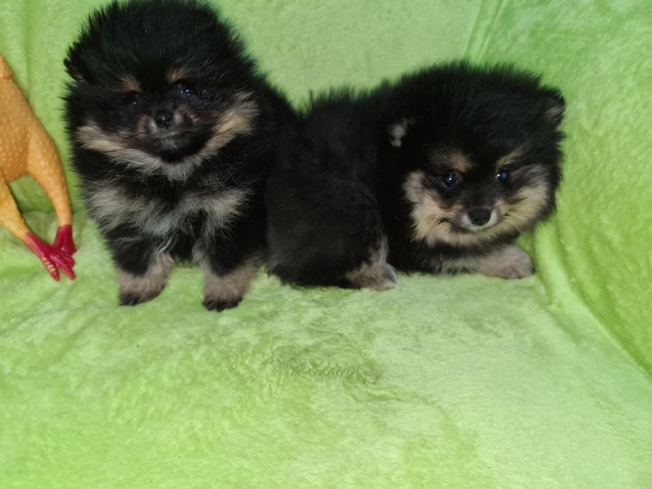 Продам щенков шпица.