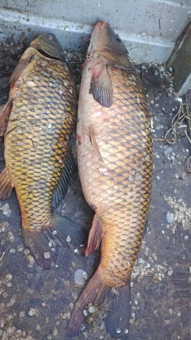 Продам рыбный Водоём,+ Охот Хозяство