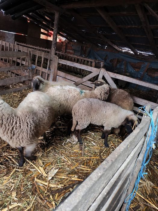 De vanzare 4 mielute si un berbecut , de prasila posibil gestante