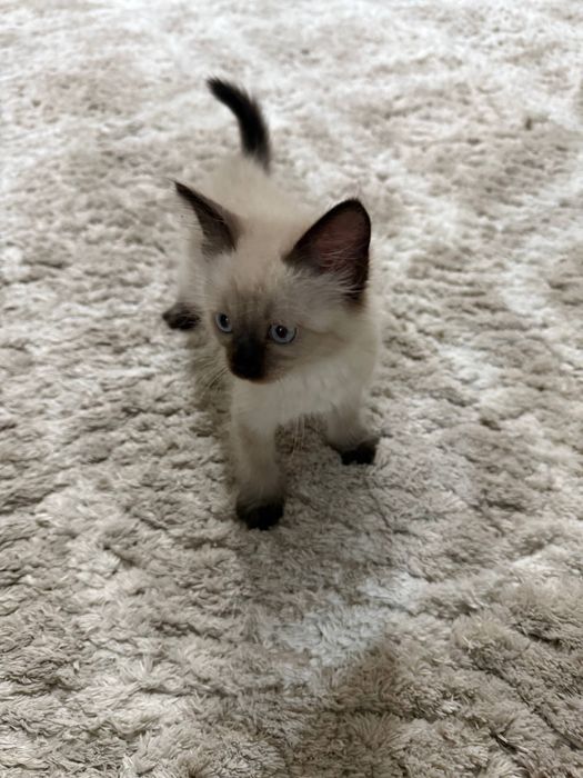 Сиамский котенок
