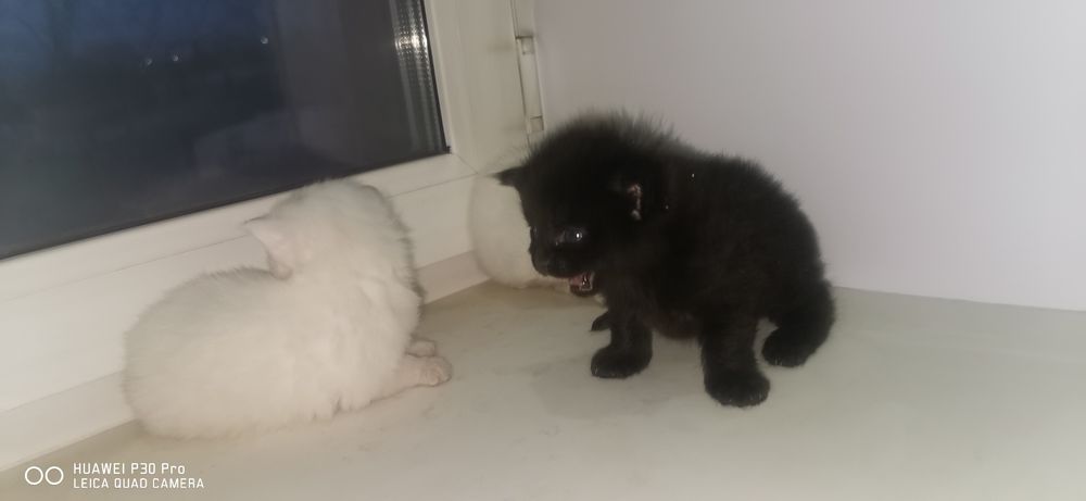 Мейн кун котята продажа