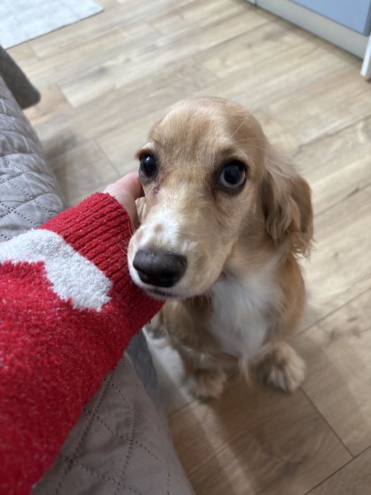 Кокер шпаньол на 6месеца