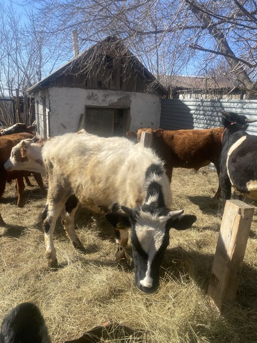 Продаю КРС Бычка прошлогодниго