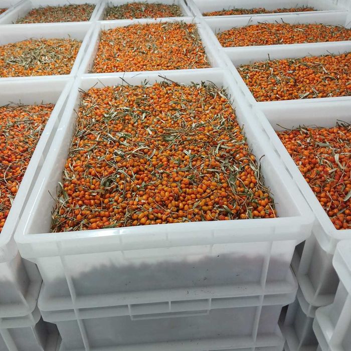 Продажа ягод облепихи, оптом