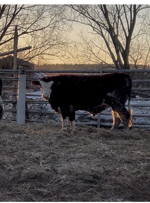 Продам быка на племя мясо