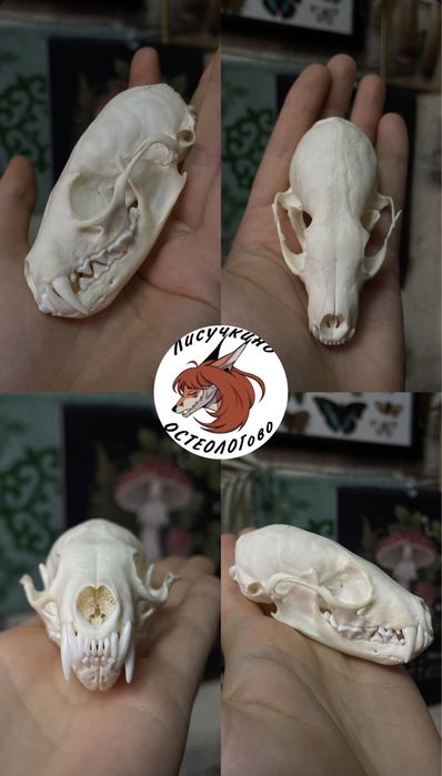 Череп косули и не только