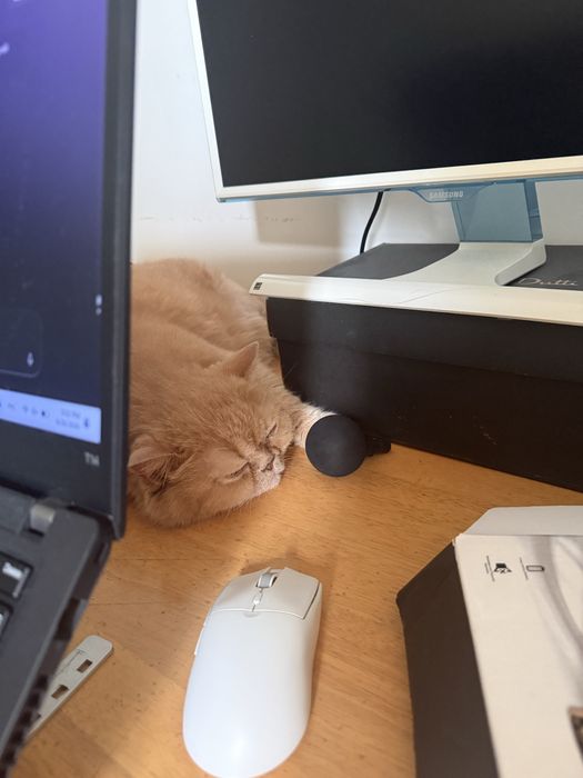 Передержка для кошек