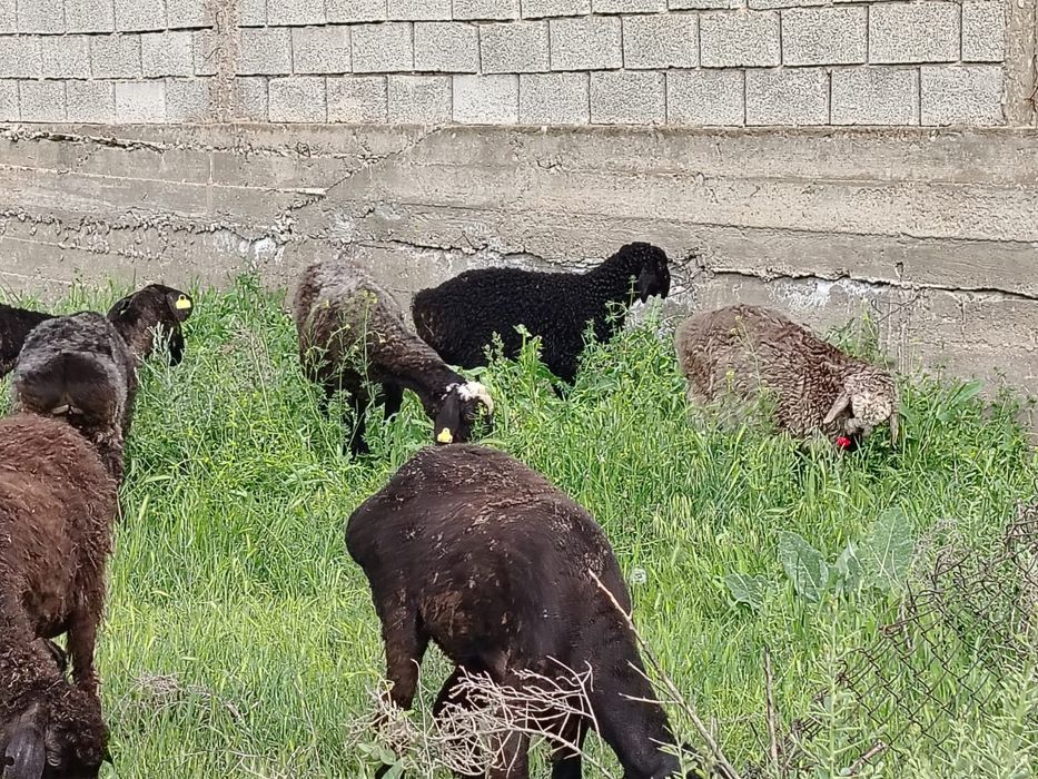 Қозылы қойлар сатылады