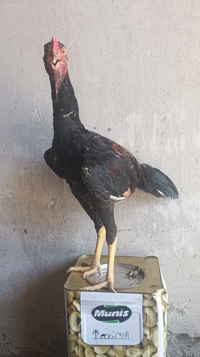 Хурозчп сотилади.