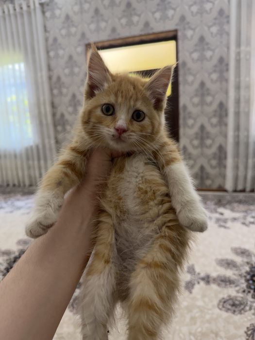 Mushuk bolalari sotiladi