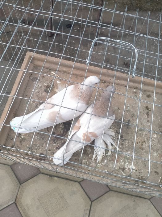 Пара тасманов на игру