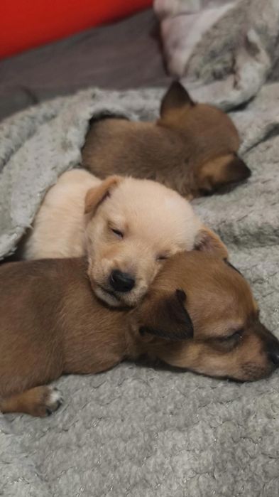 Кученца чихуахуа