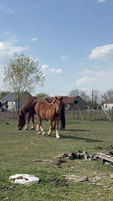 Manză de vanzare , 7 luni , manza are acte
