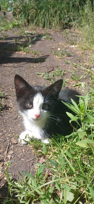 Кошка с котятами