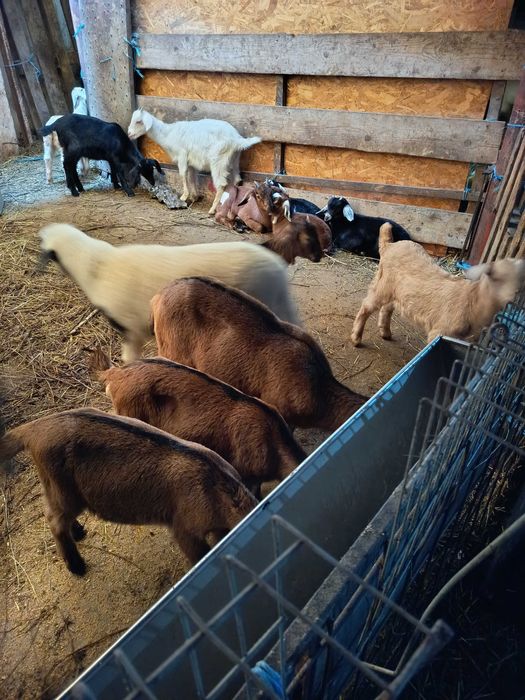 Vând iezi de anul acesta