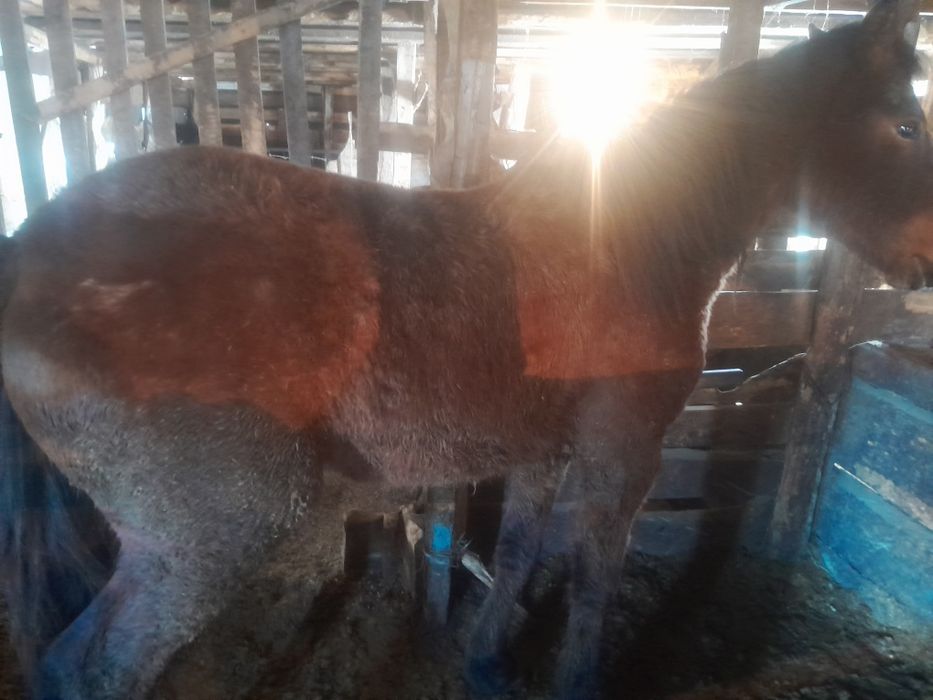 Продам 2 летку с откорма