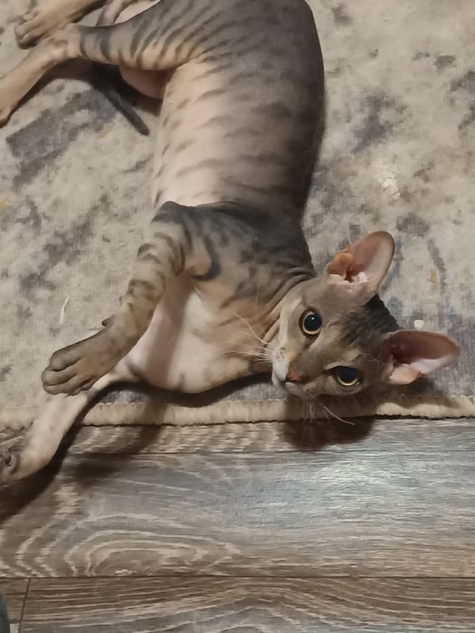 Продам девочку Сфинкс