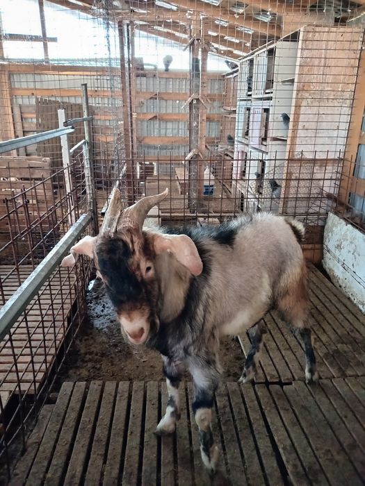 Vând țap Anglo nubian și Alpin Francez și iezi Alpin Francez