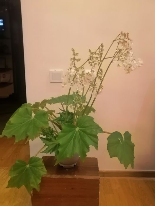 Продаю комнатные цветы