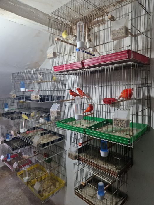 Канари цветни и Орфей