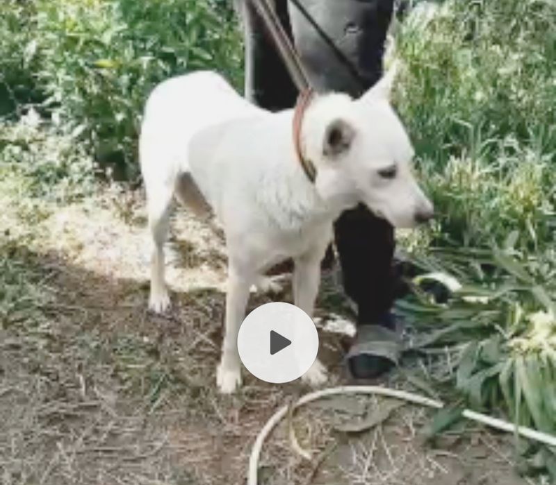 Ждём любящих хозяев для собачек