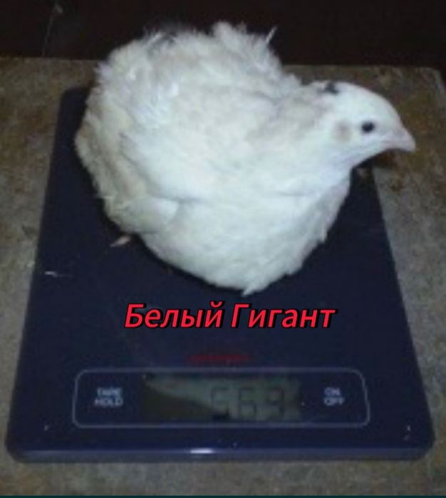 Перепелиные яйцы