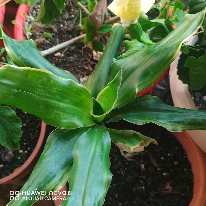 Цветя които ми се повтарят