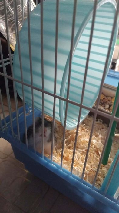 Vând amster cu tot cu colivie