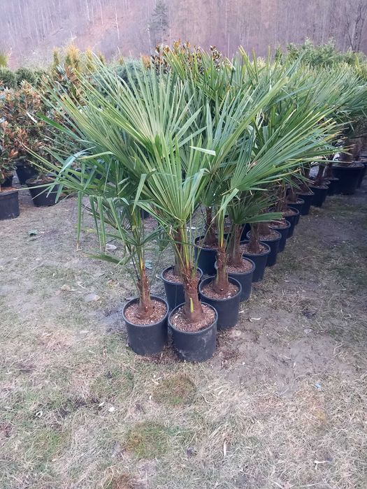 Plante Ornamentale Verzi – Livrare Gratuită la Tine în Curte