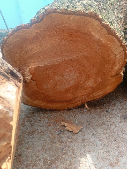 Пеньки, двова, ветки. (Урюк). Новый