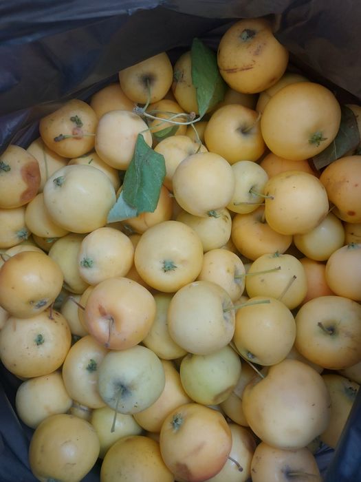 Продам яблоки Уралка