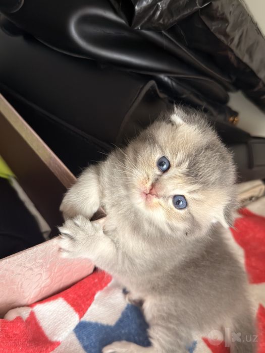 Продоются кошки.