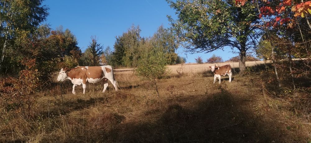 Vând vaci, viței și taur