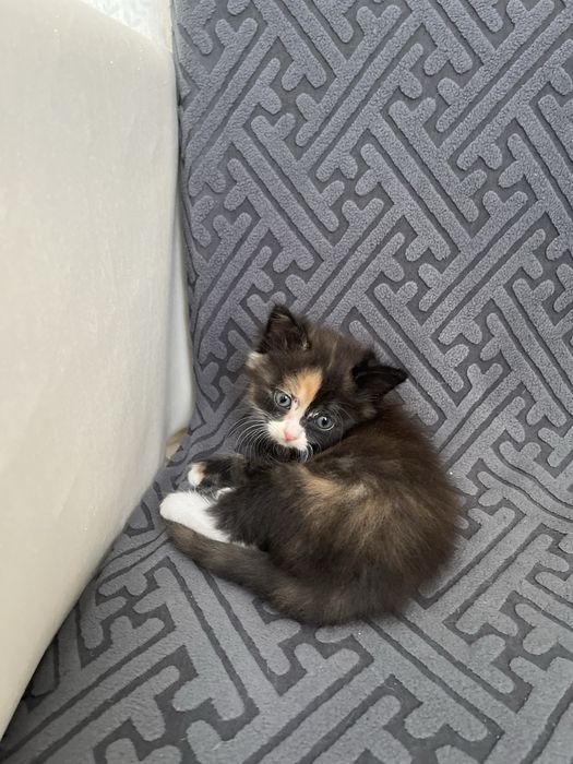 Котят девочки трхцветные