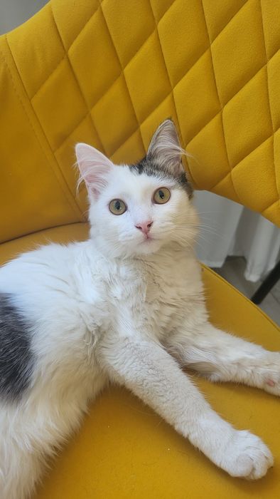 Кошечка ищет дом