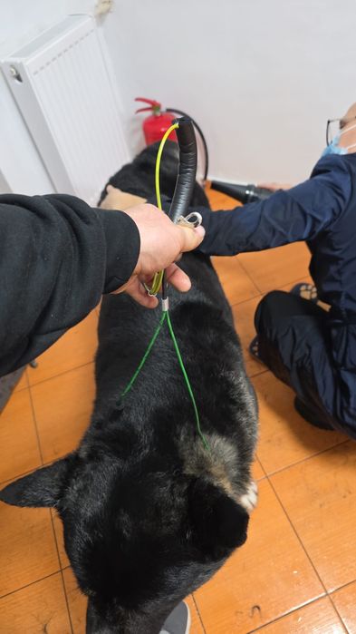 Toaletez câini  talie mare !