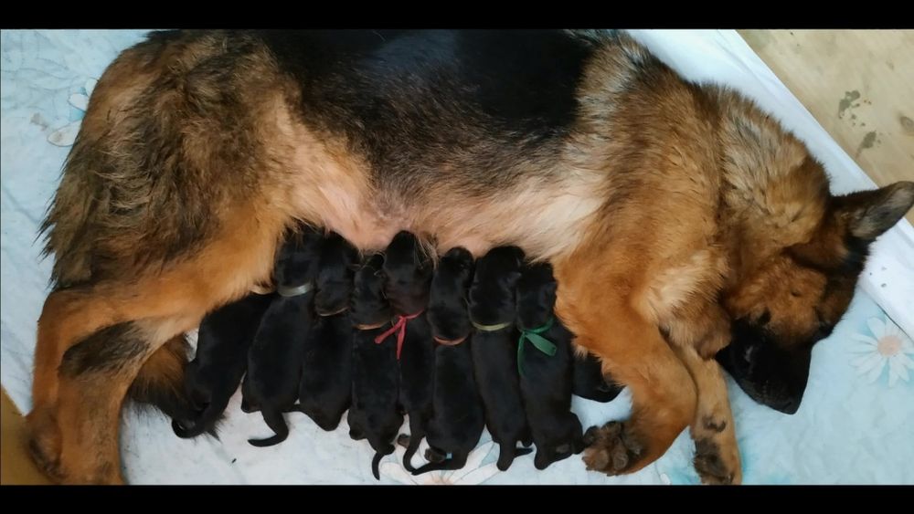 Щенки немецкой овчарки