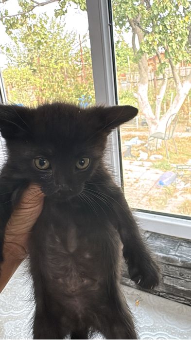 Котята красивые 1,5 месяца
