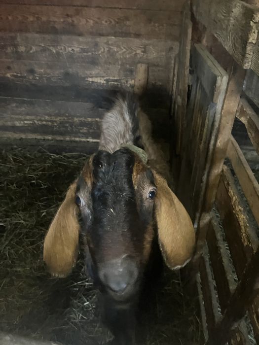 Vand tap anglo nubian