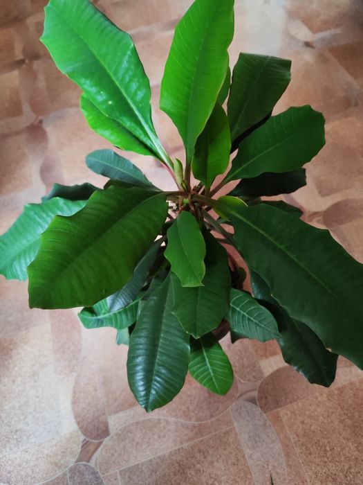 Продается комнатные цветы