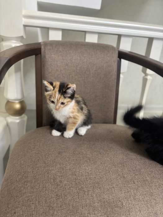 Отдам котёнок  даром