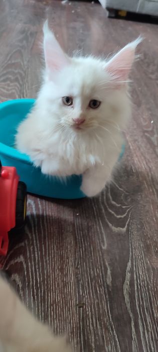 Котята Мейн Куна