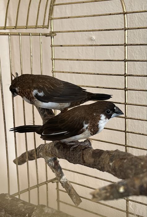 Амадины японские пара